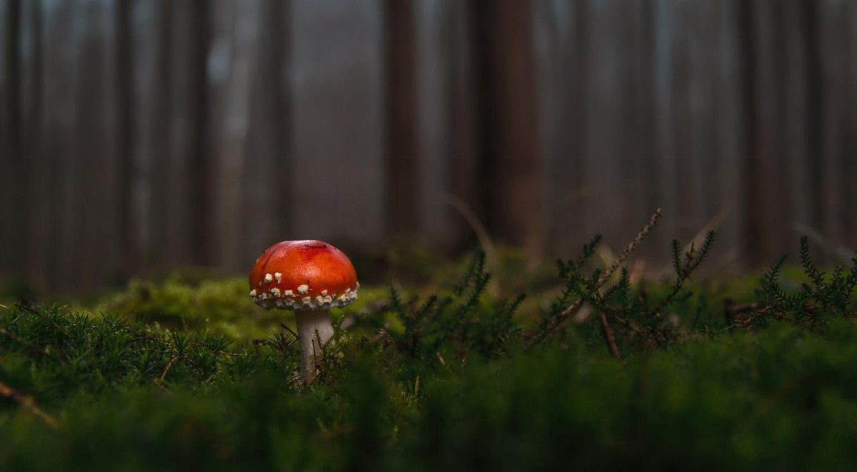 Toxic Chemicals: Persistent Organic Pollutants and Where to Find Them