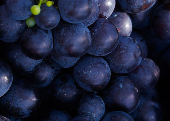FoodChain thumbnail