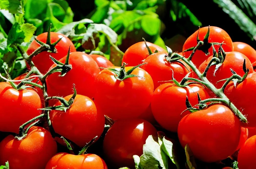 Embrace the Future: How New Foodservice Models Create Opportunity for Scalable Solutions